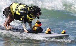 人會衝浪有什麼了不起？加州狗狗衝浪給你看 衝浪、狗、Surf City Surf Dog、Surf City USA