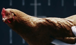 這才叫聞雞起舞！創意十足的賓士汽車新廣告 雞、廣告、Benz、賓士、汽車