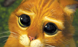 繼魚干女肉食女的新分類　技巧高招的天真無邪「小貓女」 小貓女、肉食女、乾物女、日本、流行