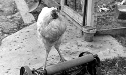 被斬首的雞能活嗎？無頭雞麥克傳說 獵奇、斬首、無頭雞、蟑螂、傳說