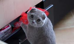 不只偷飼料還要偷你的心！可愛貓賊出沒實錄 動物、可愛、貓咪、抓包、貓奴