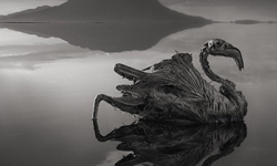 美麗卻致命的冥界之湖  死於納特龍湖的動物攝影 納特龍湖、Lake Natron、坦尚尼亞、Nick Brandt、紅鶴