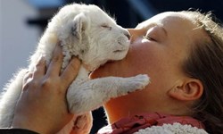 披著羊皮的獅子？塞爾維亞小白獅可愛亮相 白獅、塞爾維亞、可愛、萌、white lion、Belgrade Zoo