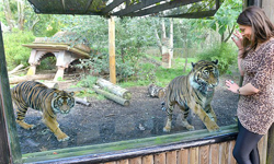 穿豹紋會被豹吃掉？進動物園不能穿動物裝的規定 Chessington World of Adventures、動物園、豹紋、動物紋