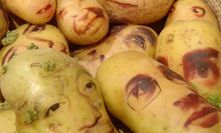 I'm watching you！被畫上人臉的馬鈴薯 馬鈴薯、人臉、藝術、創作