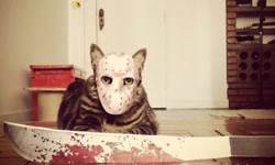 喵星人變身黑武士  變裝萌貓Cansei de ser gato 可愛、貓咪、Cansei de ser gato、變裝、史迪奇、壽司、超人、傑森