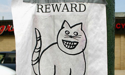 這樣找得到有鬼！超瞎尋貓啟事 貓、貓咪、瞎、尋貓啟事、宣傳單