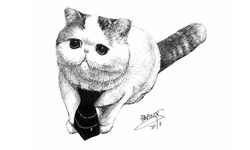 網路人氣動物都在這裡！Fran筆下的動物明星插畫  寵物趣聞、 毛孩、網路紅貓、動物、寵物