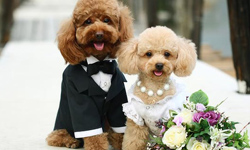 這次新娘不是我？狗狗出席婚禮的逗趣面貌 婚禮、新娘、愛狗、狗、新郎