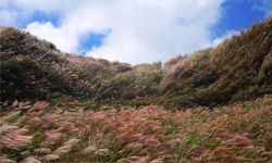 文青就是腳勤：春天採海芋秋天賞芒花 芒草、陽明山、芒花、創意街區、人情WAY