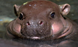 狠角色都不狠角色了！兇猛動物超可愛童年照大公開 藏獒、狼、童年、小時候、河馬