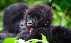 信不信由你！猩猩小時候也是很可愛的！ 可愛、動物、豬、猩猩、樹懶、刺蝟、無尾熊、鸚鵡、貓頭鷹、迷你馬