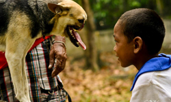 狗界裡的超級英雄！願幫主人擋死的英雄狗Kabang 願意、主人、檔死、英雄狗、Kabang