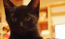 貓奴們尖叫吧！日本黑貓限定貓咪咖啡館新開張 黑貓、貓咪、可愛、咖啡館、認養