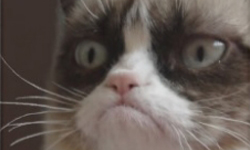 讓老虎成為你的掌中物！動物主題手機殼特蒐 動物圖騰、老虎、iPhone、5c、5