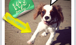 10/21免費與特價App特輯 限免、免費、特價、iPhone、Windows Phone