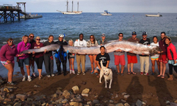 還不拜見龍宮使者！一揭皇帶魚的神秘面紗 皇帶魚、oarfish、大海蛇、白龍王、龍宮使者、地震魚、加州、海