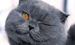 你真的了解貓咪嗎？直擊貓眼中所看到的世界 貓、視力、視角、Nickolay Lamm