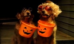 只愛變裝不搗蛋！要糖要上癮的狗狗影片 萬聖節、變裝、不給糖就搗蛋、黃金獵犬、Parker