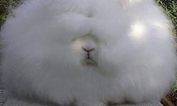 活在雲霧裡的兔子！極致毛茸茸的安格拉兔 可愛、兔子、安格拉兔、巨型、毛茸茸、毛