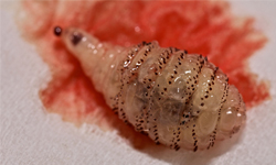 致命寄生蟲警報　狂蠅肥嫩幼蟲皮下亂竄 馬蠅、虻、膚蠅、幼蟲、寄生蟲