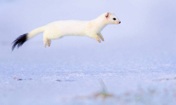 用鏡頭捕捉詩意的真實  2013野生動物攝影大賞得獎作品 攝影、自然、動物、野生動物攝影、藝術