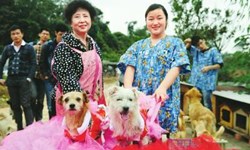 狗狗要出嫁！花轎聘禮迎娶狗新娘 四川、動物婚禮、溫馨、結婚證書