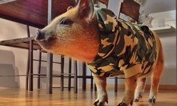 你怎麼一直在睡！超萌巴西網路紅豬Jamon Jamon、小豬、可愛、萌、巴西