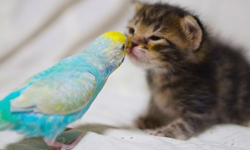 萌倒眾人！小芥末的主人再度收養了小流浪貓 芥末、一味、流浪貓、領養