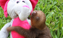 還想聽聽樹懶叫的聲音　美國女大生呼籲大家救救小樹懶 sloth、樹懶、環境破壞、募款、保育