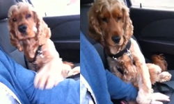 請不要放開我的手！緊握主人手不放的寂寞狗狗 狗、握手、緊抓、主人、開車、影片