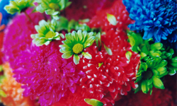 花、金魚和各種鮮豔的元素　蜷川實花鏡頭下的華麗王國 蜷川實花、吳建豪、攝影、藝術