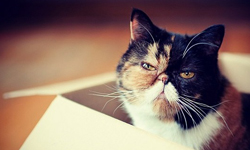 臭臉賣萌兩相宜　雙色臭臉貓Pudge 臭臉、貓咪、Pudge、Tard、賣萌