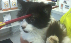 這就是九命怪貓？弓箭穿頭後還活蹦亂跳的小貓Moo Moo 貓、貓咪、九命怪貓、Moo Moo、弓箭