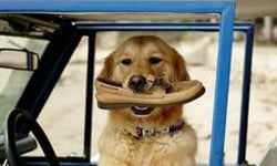 毛小孩總是讓你束手無策嗎？狗狗失控行為大哉問！ 狗狗、失控、行為、大哉問、毛小孩