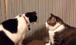 惡貓過招！陰險貓咪耍心機特輯    貓咪、貓、心機、惡霸、特輯