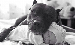 初生之犢不畏犬！寶寶與狗的玩樂時間 可愛、寶寶、嬰兒、狗、影片