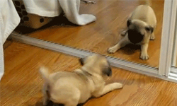 一股傻勁向前衝！天然呆狗狗短片集 寵物趣聞、天然呆、狗狗、傻、呆