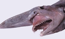 鯊魚界的成龍！深海危險半透明生物：歐氏尖吻鮫 歐氏尖吻鮫、Goblin Shark、鯊魚