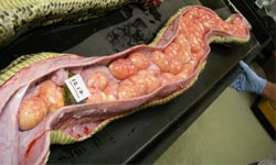 蛇真的是直腸子嗎？蟒蛇解剖實錄 蛇、蟒蛇、解剖、動物、解剖學