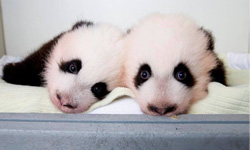 圓仔的表弟萌度加倍！雙胞胎熊貓美輪美奐報到    熊貓、萌、圓仔、雙胞胎、動物