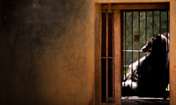 人類的動物園，動物的受難所？關在牢籠後面的動物們《Captive》 captive、Gaston Lacombe、動物園、攝影、藝術