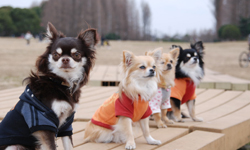 誰才是可愛之最？2013日本人最愛養的犬種Top 10 日本、貓咪、狗狗、Anicom、法國鬥牛犬