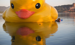 黃色小鴨全球落難記 爆掉！漏氣！切頭！ 黃色小鴨、小鴨、桃園、高雄、霍夫曼、Trevor Hoffman