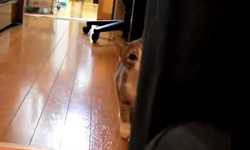  挑戰貓奴的心臟指數  鬼鬼祟祟的貓咪逼近中 貓奴、貓、萌、影片