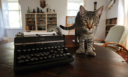 貓奴們的應許之地　台灣侯硐入圍世界6大貓咪出沒旅遊勝地！ 旅行、貓奴、世界、城市、貓