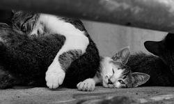 用貓的眼睛看京都！日本攝影師鏡頭下的野生喵星人 貓、京都、巷弄、路地、日本