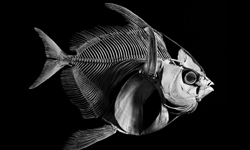 穿透你的血管和肌膚　動物骨骼透視攝影 骨骼、動物、攝影、Patrick Gries、Evolution