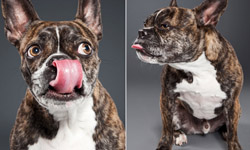 讓我用用舌頭治癒你心！狗狗的吐舌攝影集《Lick》 狗、舌頭、Lick、TY Foster