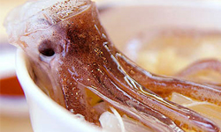 活生生肢解的最後掙扎　函館名菜「花枝跳舞丼」 花枝、跳、活跳跳、函館、朝市、函館朝市、北海道、日本、イカ踊り丼、活いかの踊り丼、踊り海老